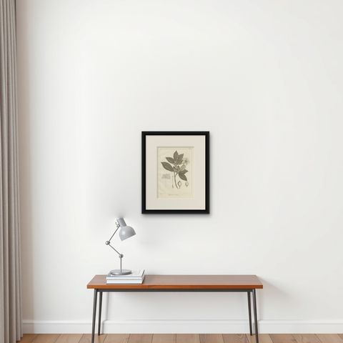 Antique Print of the Crown Gardenia Plant by Symes, '1800', shown framed on a wall