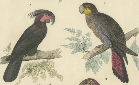 Set of 2 Antique Prints of Parrots, Lories and other Birds, close-up 2