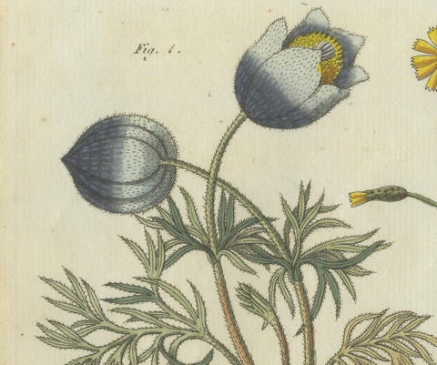 Botanical Print: Papaver and Hieracium Species from a Natural History Collection, close-up 2