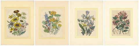 Set of Four Colorful Botanical Flower Prints from Book of Worlds, circa 1850, view 5