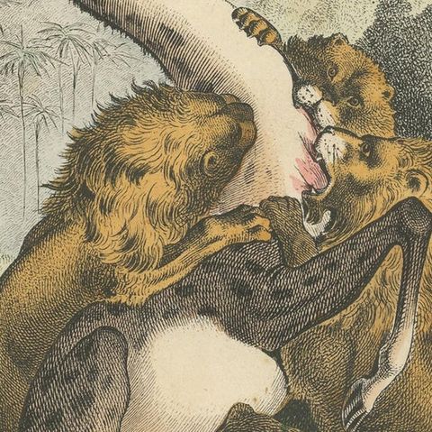 Antique Print of Lions Attacking a Giraffe, close-up 2