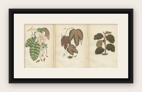 Verdant Varieties: A Vintage Botanical Collection from 1880, shown framed