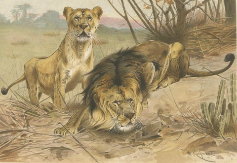 Lion and Lioness, Antique Big Cat Print, Victorian Natural History 1894, close-up 1
