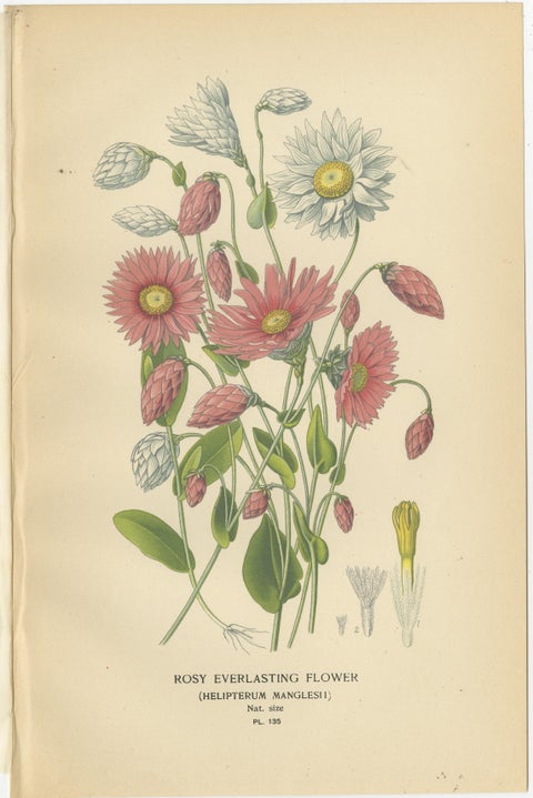 Antique Botanical Prints: Showy Fleabane, Rosy Everlasting & Acroclinium Roseum, view 3