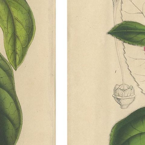Set of 2 Antique Botany Prints, Aegiphila, Malacophylla by Van Houtte '1848', close-up 2