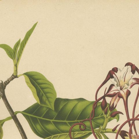 Original Antique Botanical Chromolithograph of Poison Arrow Vine, c.1880, close-up 6