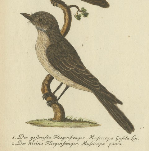 An 18th Century Study of Flycatchers and the Indian Cobra, 1780, close-up 4