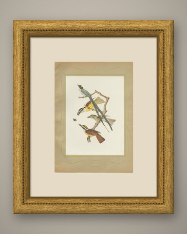 Motmots and Puffbirds, Brazilian Bird Print, Descourtilz, 1944, shown framed