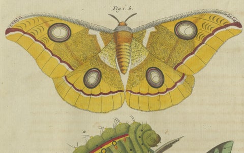 Splendid Saturn Moth and Green Hawkmoth: Exquisite Insects from a 1805 Work, close-up 3