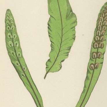 Antique Hand-Colored Fern Prints - Onoclea, Fadyenia, Cyclopeltis - 19th Century, close-up 2