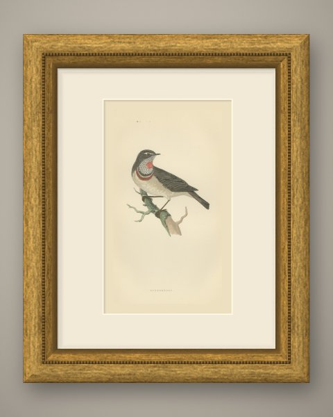 Bluebreast or Bluethroat on a Forked Branch, Antique Bird Print, 1896, shown framed