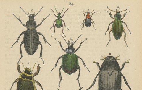 Set of 2 Antique Prints of various Beetles including a Rhinoceros Beetle, 1890, close-up 1