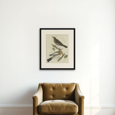 Antique Hand-Coloured Bird Print of the Fieldfare, 1797, shown framed on a wall