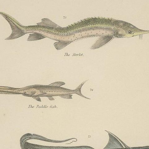 Pl. 15 Antique Print of Various Fishes by Richardson, circa 1860, close-up 2