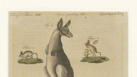 Antique Kangaroo, Wallaby & Hopping Mammals Engraving, Bertuch, c. 1795, close-up 5