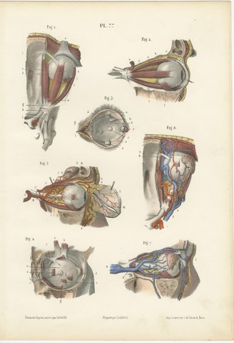 The Muscles of the Eyeball, Antique Hirschfeld Anatomy Print, 1866, view 2