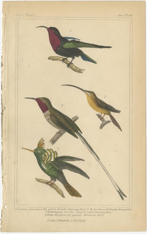 Set of 4 Antique Bird Prints of the Horned Parrakeet, Scarlet Macaw and Others, view 2