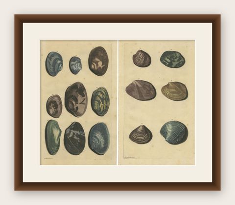 Set of 2 Colored Antique Prints of various Sea Shells and Molluscs, shown framed
