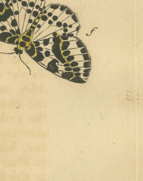 English Moths on Hawthorn, Hand-Colored Insect Engraving, Albin 1720, view 11