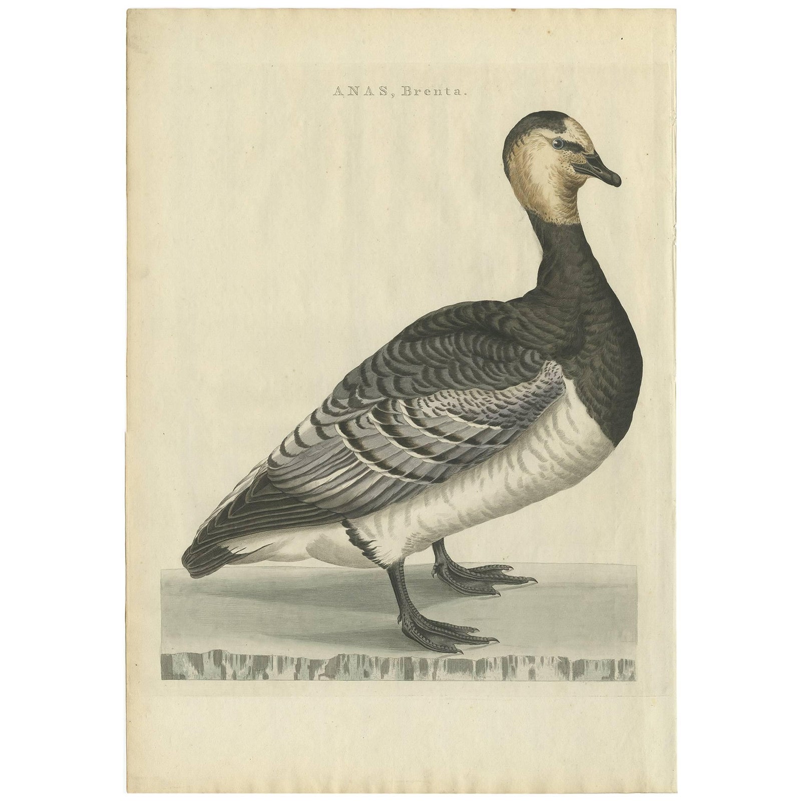 Anas, Brenta, Barnacle Goose from Nederlandsche Vogelen, 1797