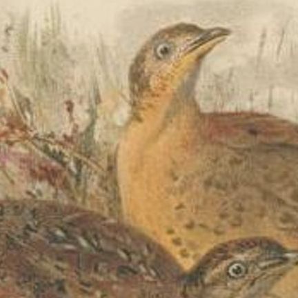 Antique Bird Print of the Burmo-Malayan Button Quail by Hume & Marshall, 1879, close-up 1