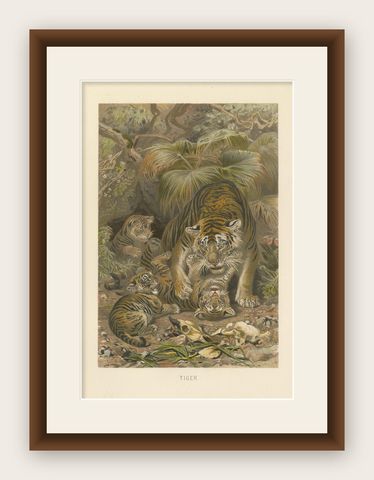 Antique Print of Tigers by Brehm 'c.1890', shown framed