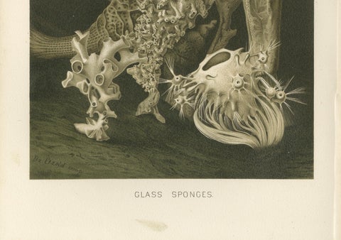 Glass Sponges, Deep-Sea Marine Life, Royal Natural History, 1896, close-up 4