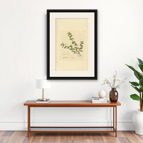 Antique Botany Print of Lysimachia Nemorum by Curtis 'circa 1817', shown framed on a wall