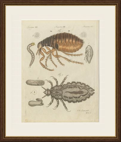 Flea and Louse Under the Microscope, Antique Bertuch Print, circa 1805, shown framed