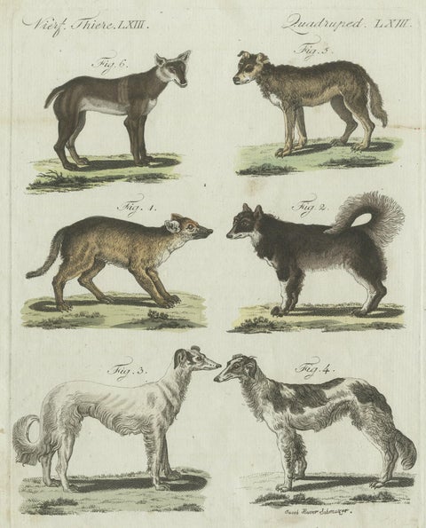 Antique Print of 6 Dog Breeds, most likely including the Western Siberian Laika, close-up 1