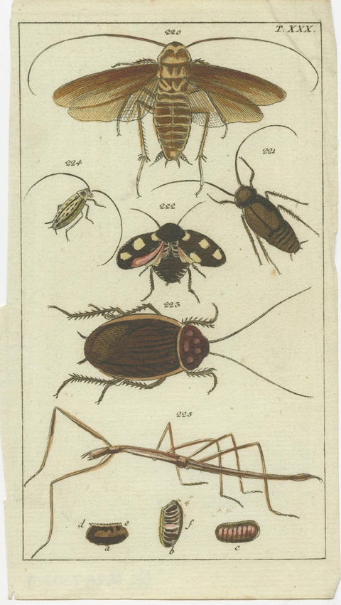 Captivating Natural History Prints: Insects, Life Cycles and Rare Details, 1832, view 5