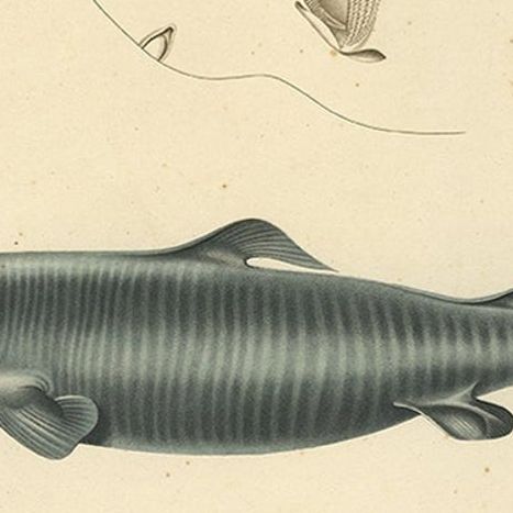 Rare Hand-Colored Antique Engraving of A Greenland Shark, 1842, close-up 5