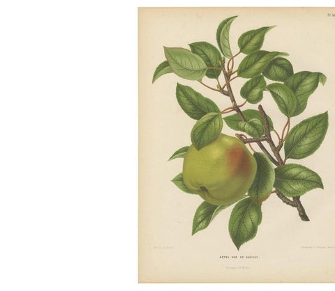 Antique Print of the Harvey Apple by G. Severeyns, 1876, view 2