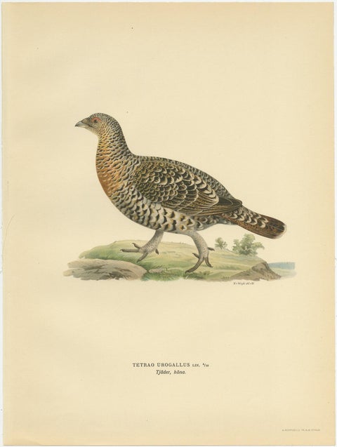 Antique Bird Print of the Western Capercaillie by Von Wright, 1929, view 4