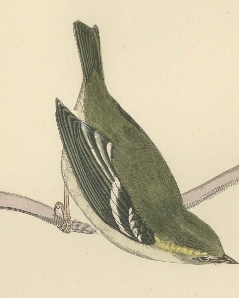 Yellow Browed Warbler Hanging from a Forked Twig, Antique Print, Morris, 1896, close-up 2