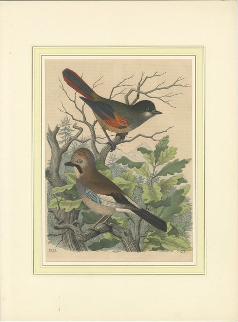 Hand-Coloured Lithograph of Eider Ducks by the Sea: An 1863 Coastal Study, view 2