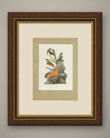 Guianan Cock-of-the-Rock, Brazilian Bird Print, Descourtilz, 1944, shown framed