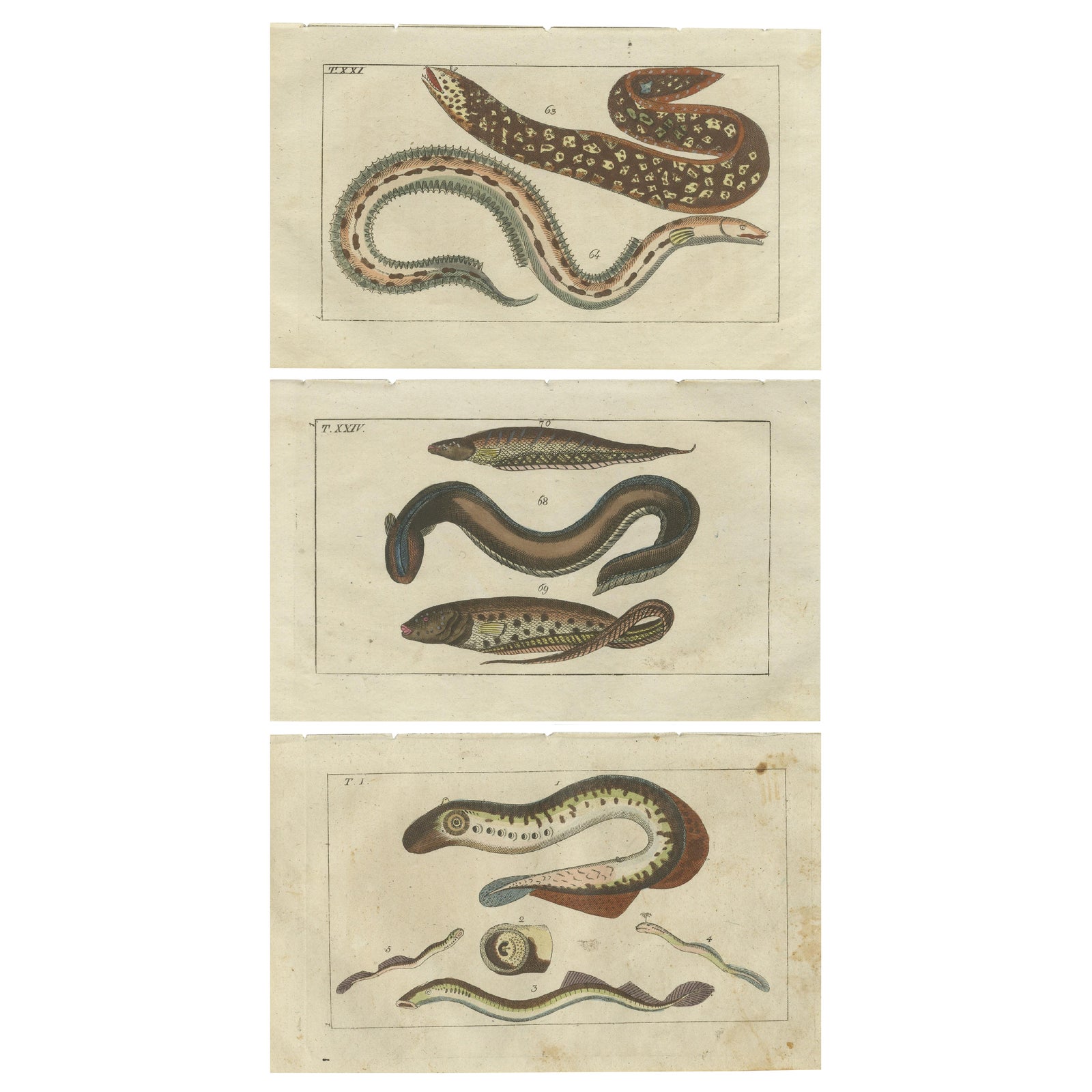 Set of 3 Antique Fish Prints, Moray, Sea Lamprey, Electric Eel, 1832