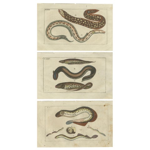 Set of 3 Antique Fish Prints, Moray, Sea Lamprey, Electric Eel, 1832