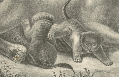 19th-Century Lithograph of a Lioness with Her Playful Cubs in the Wild, close-up 2