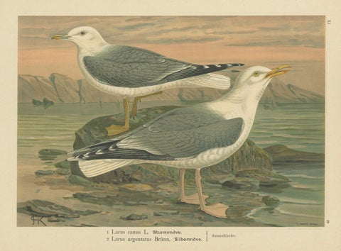 Antique Bird Print of Gulls on Rocky Coastline, 19th Century Seabirds, close-up 5