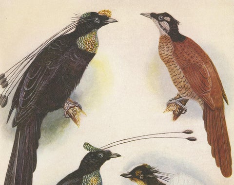Antique Print of the Wahnes' Six-Plumed Bird of Paradise and Others, 1950, view 2