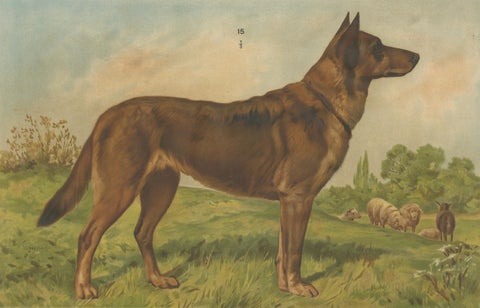 Large Antique Dog Poster, Shepherd and Mastiff by Briedwiser c.1880, close-up 2