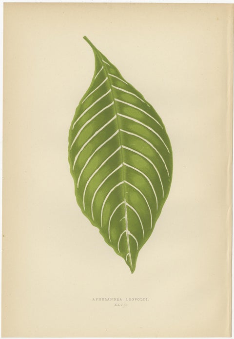 Set of 6 Botany Prints - Gesnera Cinnabarina - Dracaena Perrea (1891), view 3