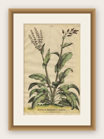 Botanical Illustration of Large Spanish Sorrel (Acetosa Hispanica Maxima), 1696, shown framed