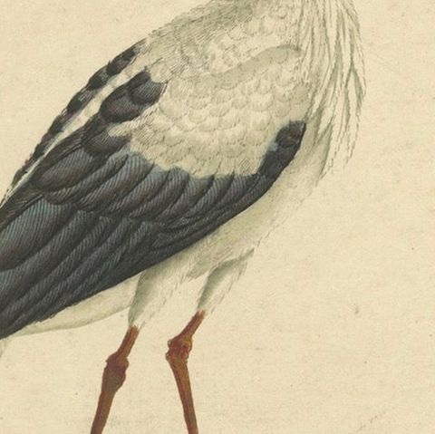 The Elegance of the White Stork Engraved and in Original Hand-Coloring, 1794, close-up 5