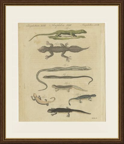 Lizards and Newts, Eight Species, Antique Bertuch Print, Vienna, circa 1805, shown framed