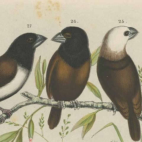 Antique Bird Print of the Maja Finch, Black-Headed Finch and Firetail (1886), close-up 1