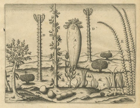 De Bry Engraving Expressio Germinum, Exotic Plants of St. Lawrence Island, 1598, close-up 2