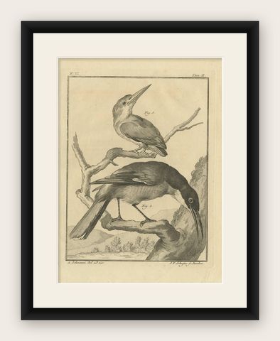 Two Exotic Birds on Branches, Antique Bird Engraving by Schouman, c. 1760, shown framed